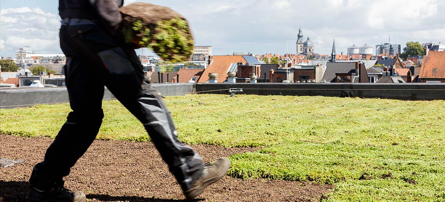 Waarom jij een groen dak op je schuur nodig hebt