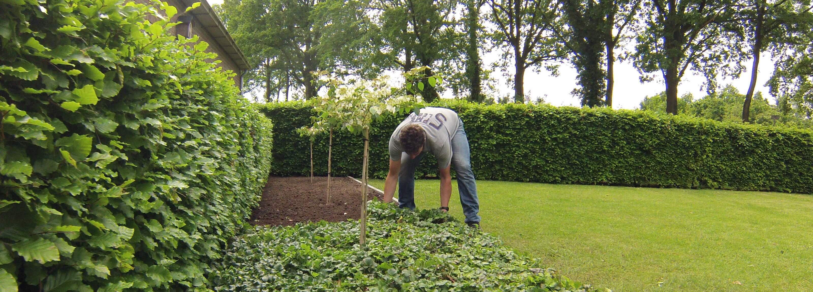 Bodembedekker plantmatten