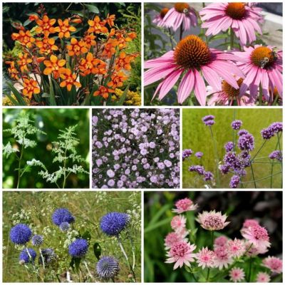 Borderpakket plukbloemen tuin