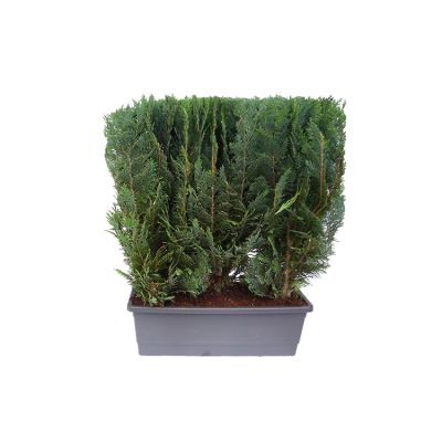 Blauwe Californische cypres