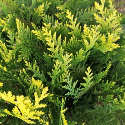 Gele Californische cypres 'Stardust'