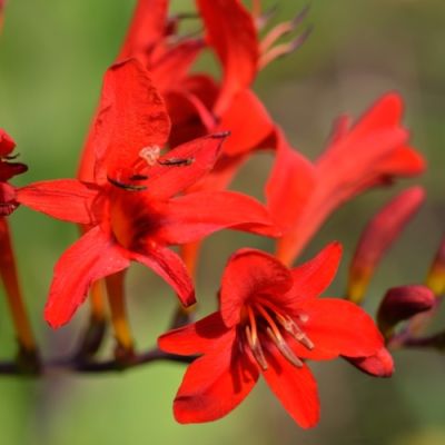 125x Crocosmia lucifer