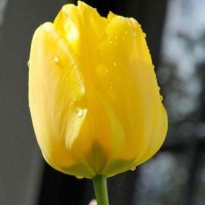 100 x Tulp 'Jan van Nes'