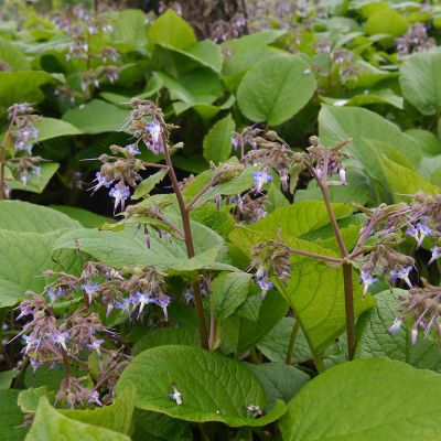 Borderpakket Trachystemon Orientalis