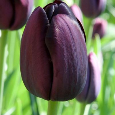 100 x Tulp 'Queen of Night'