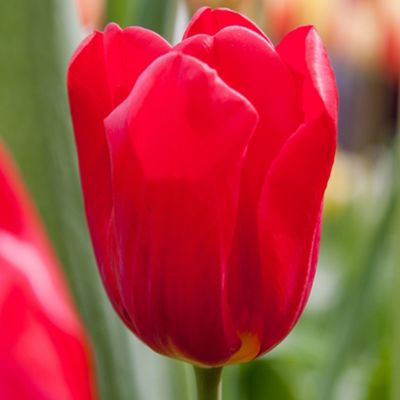 100 x Tulp 'Seadov'