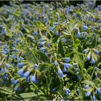 Borderpakket Symphytum Grandiflorum Wisley Blue