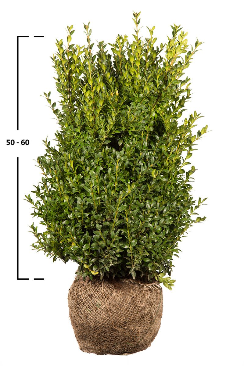 Buxus