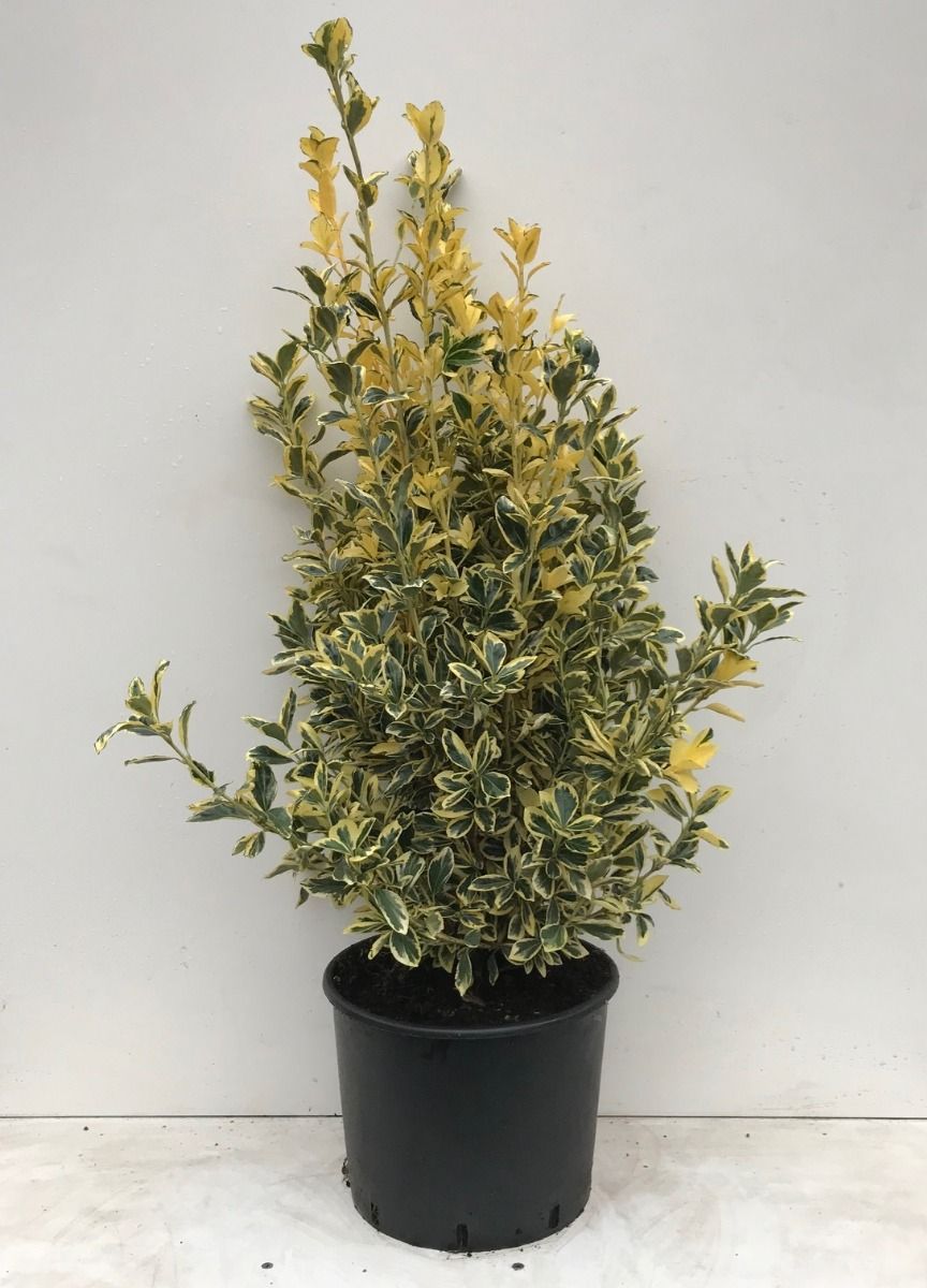 Japanse kardinaalshoed 'Bravo'