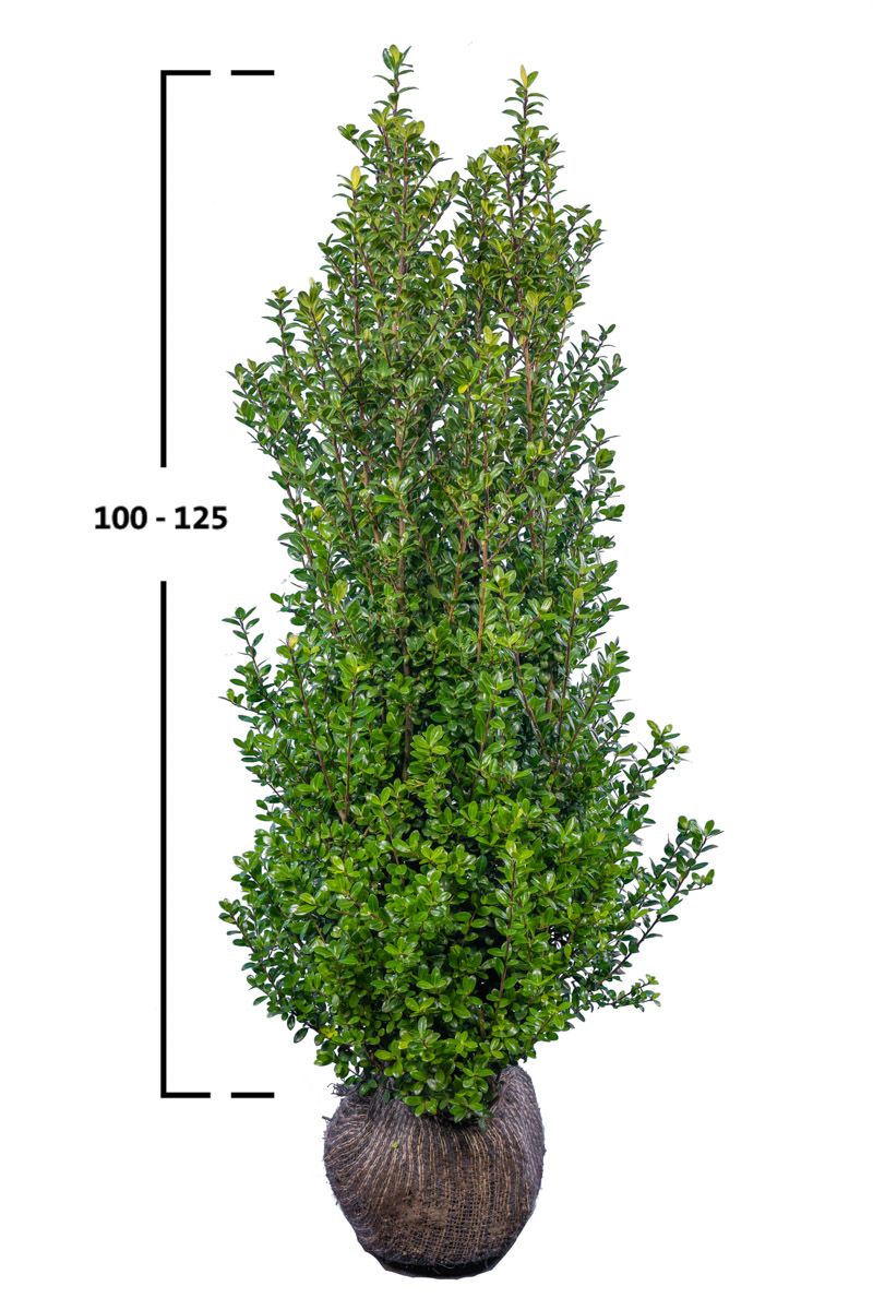 Japanse hulst 'Caroline Upright'